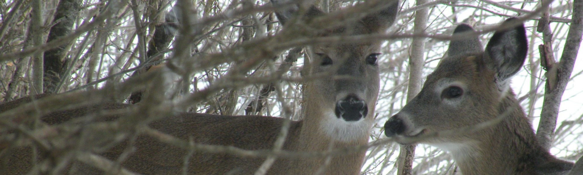 3deer.jpg slide